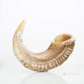 Shofar de Carnero Kasher Certificado – 43 a 47 cm - Comprar en Cali