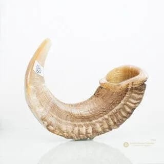 Shofar de Carnero Kasher Certificado – 43 a 47 cm - Judaica Breslov Colombia