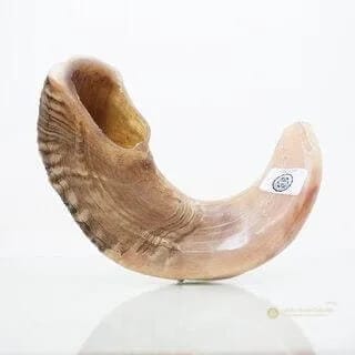 Shofar de Carnero Kasher – 38 a 42 cm - Judaica Breslov Colombia
