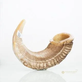 Shofar de Carnero Kasher Certificado – 43 a 47 cm - Judaica Breslov Colombia