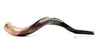 Shofar Yemenita de Antílope – 80 a 87 cm - Judaica Breslov Colombia