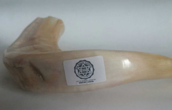 Shofar SC3 Kasher - Imagen 2